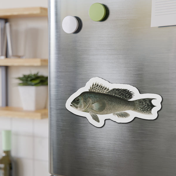 Sea Bass - Magnet