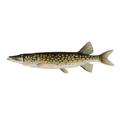 Pickerel - Print