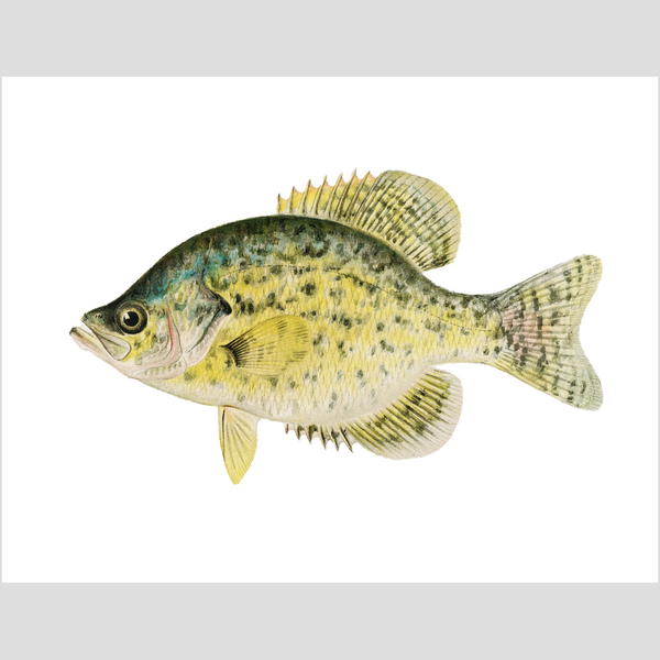 Calico Bass - Print