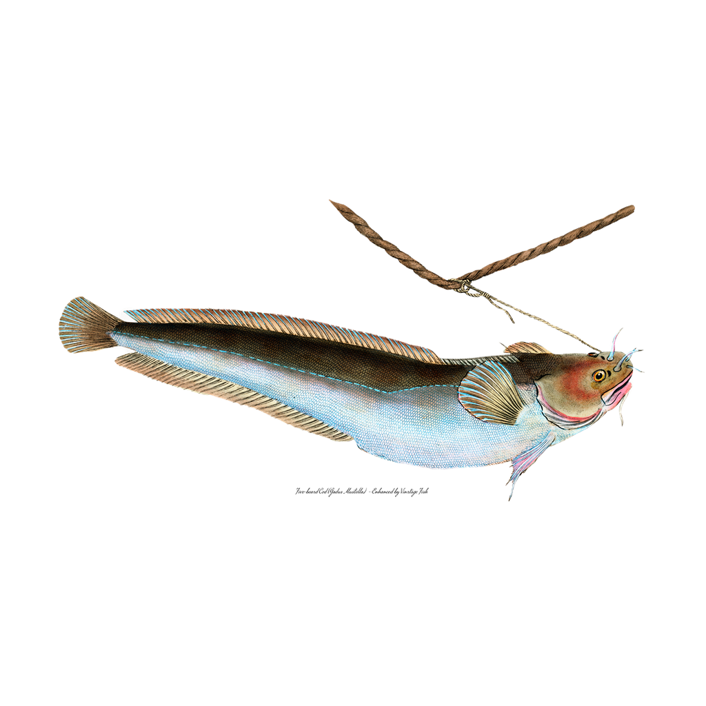 Five-beard Cod - Print