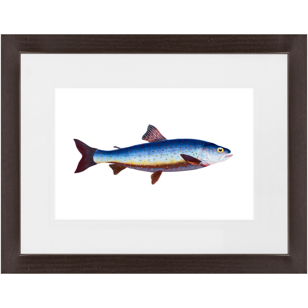 Salvelian Char - Framed