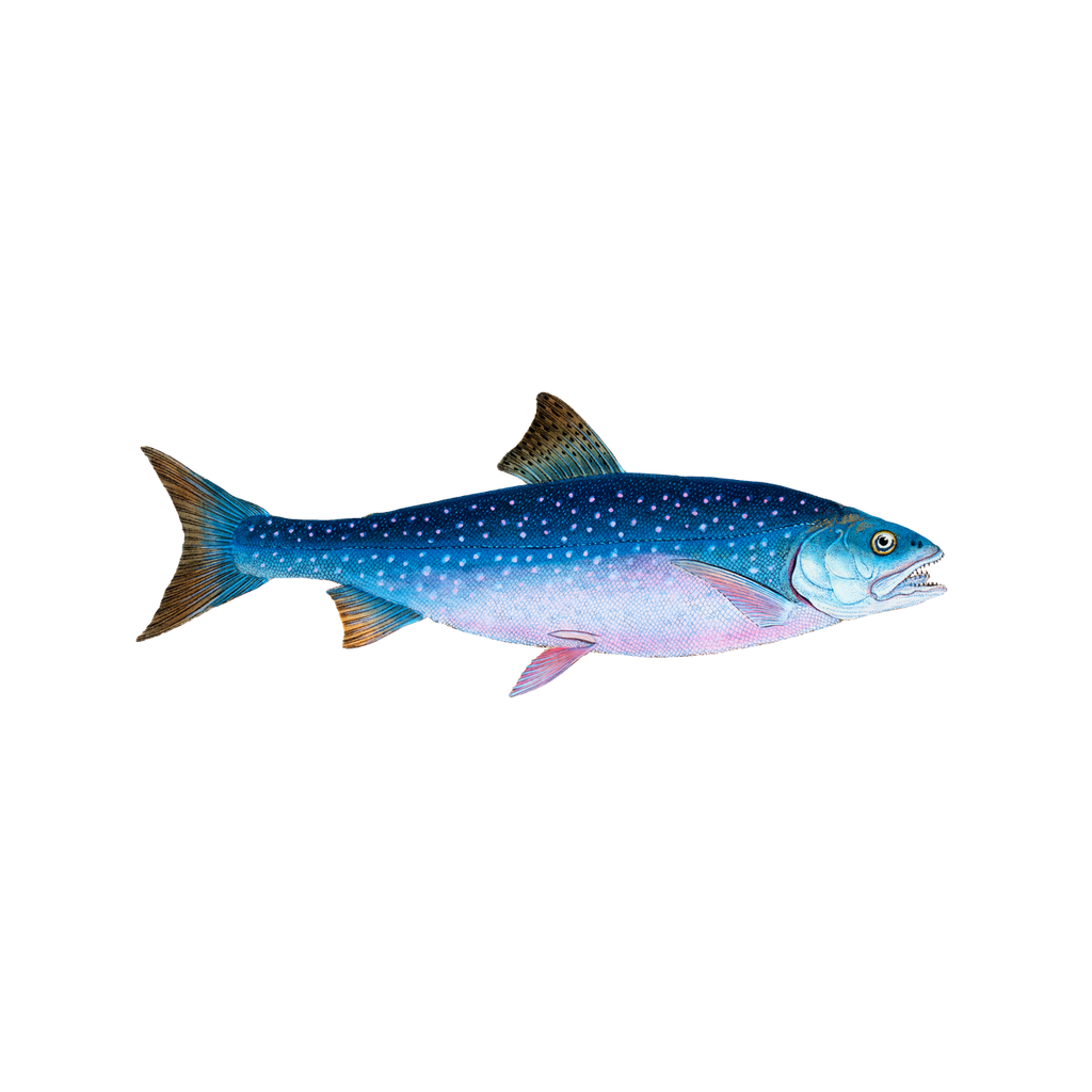 Products – Vintage Fish