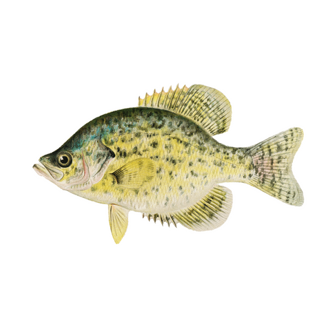 Calico Bass - Print