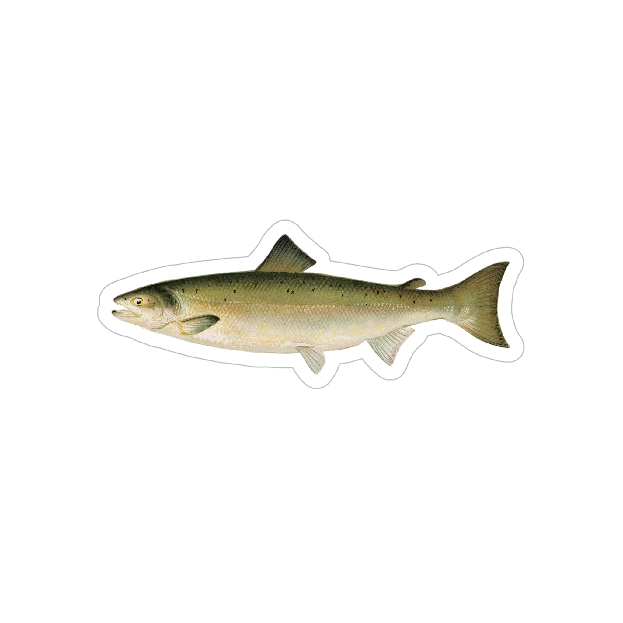 Products – Vintage Fish