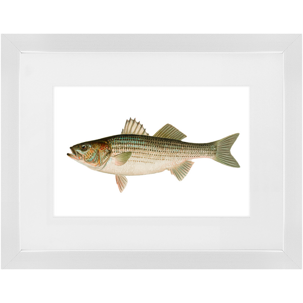 Striped Bass - Framed