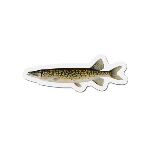 Pickerel - Magnet