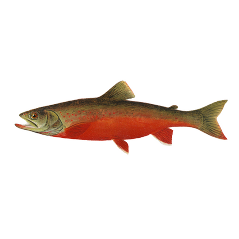 Canadian Red Trout  - Print