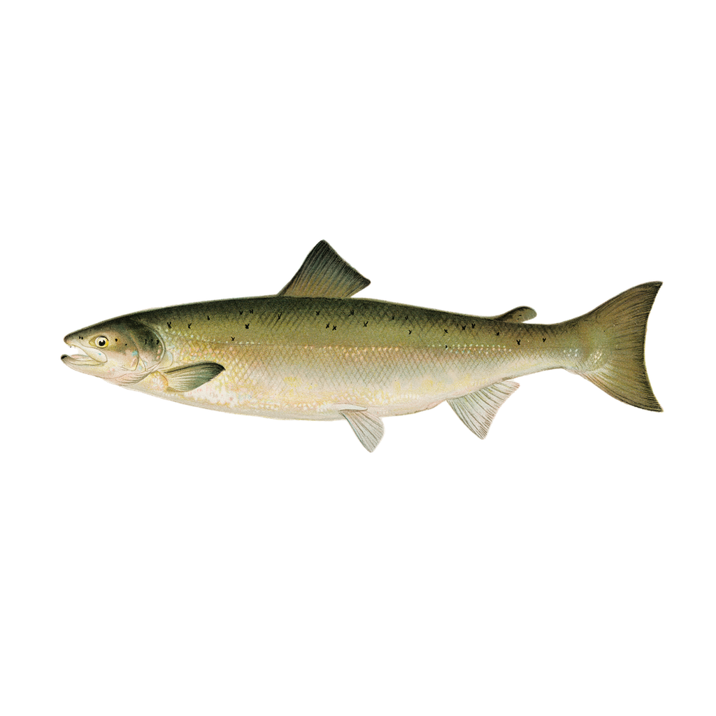 Atlantic Salmon - Print