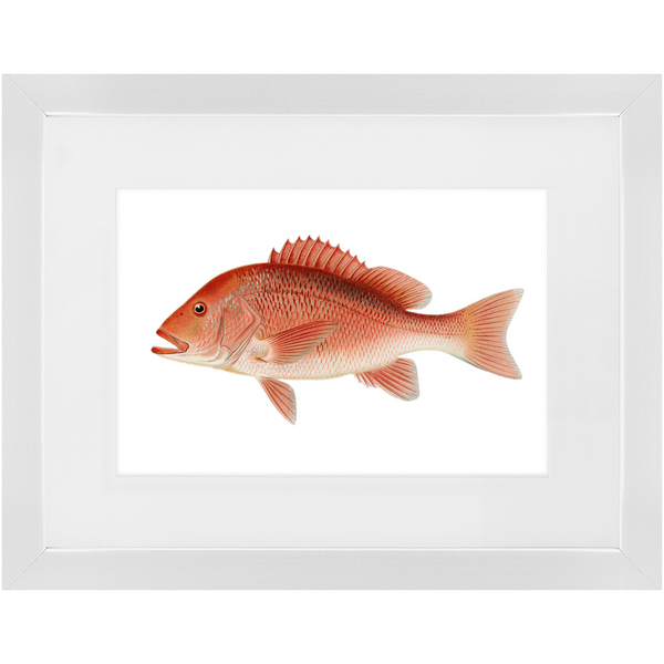 Red Snapper - Framed