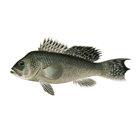 Sea Bass - Print