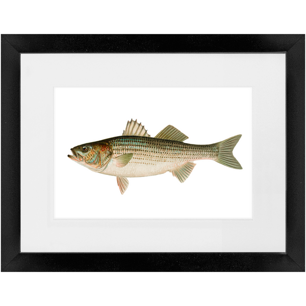 Striped Bass - Framed