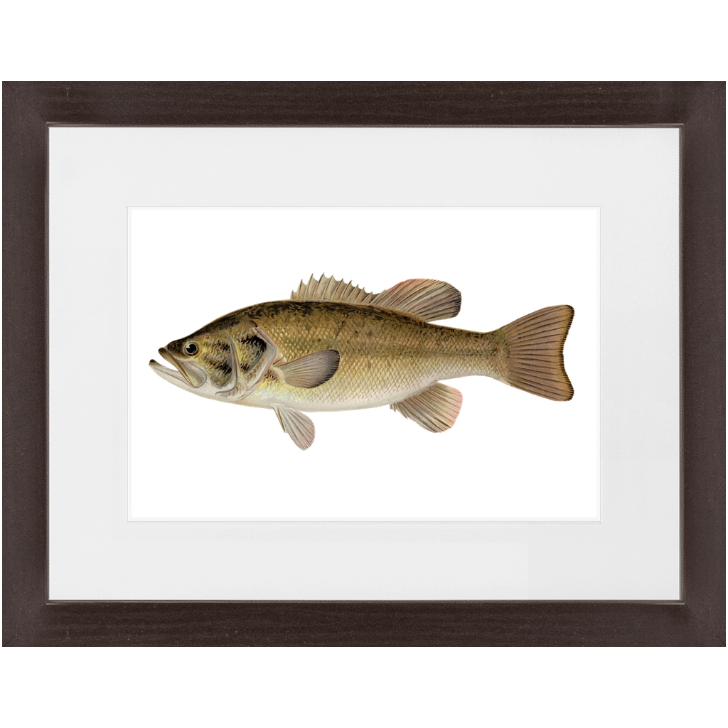 Largemouth Bass - Framed – Vintage Fish