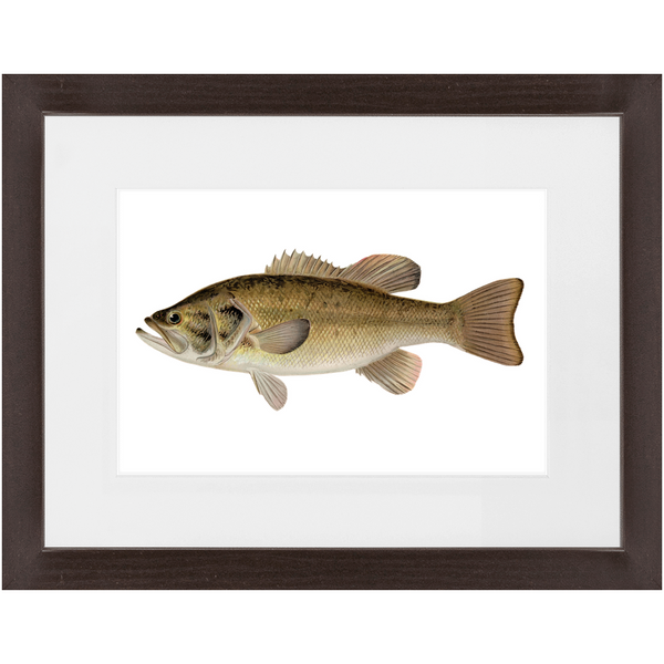 Largemouth Bass - Framed