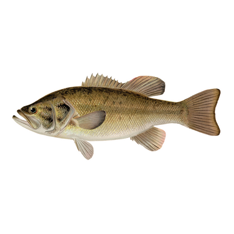 Largemouth Bass - Print