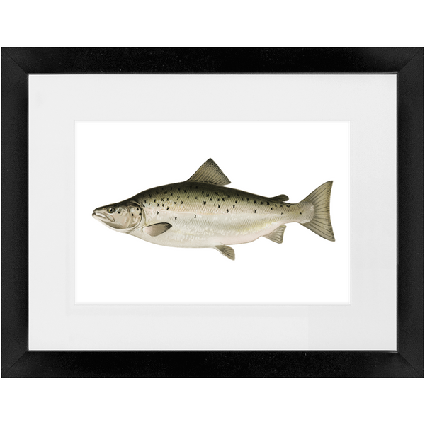 Landlocked Salmon / Quananiche - Framed