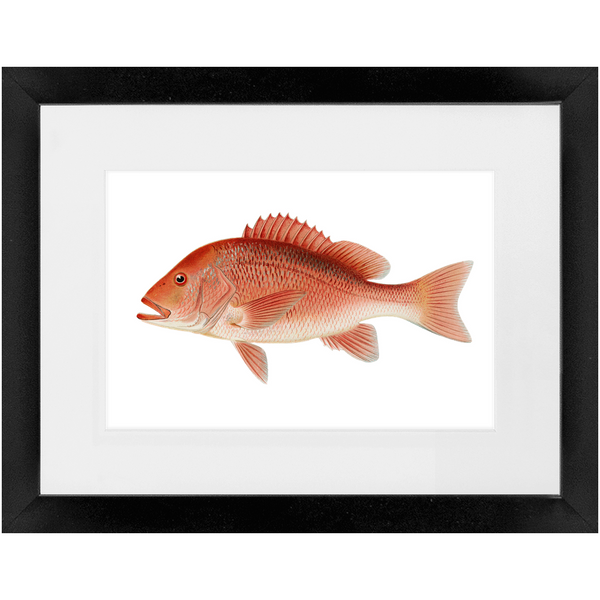 Red Snapper - Framed