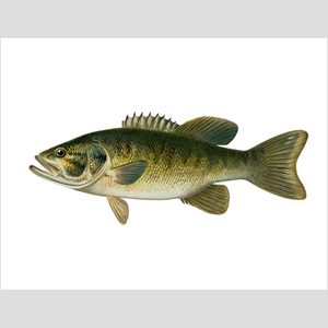 Smallmouth Bass - Print