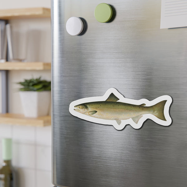 Atlantic Salmon - Magnet