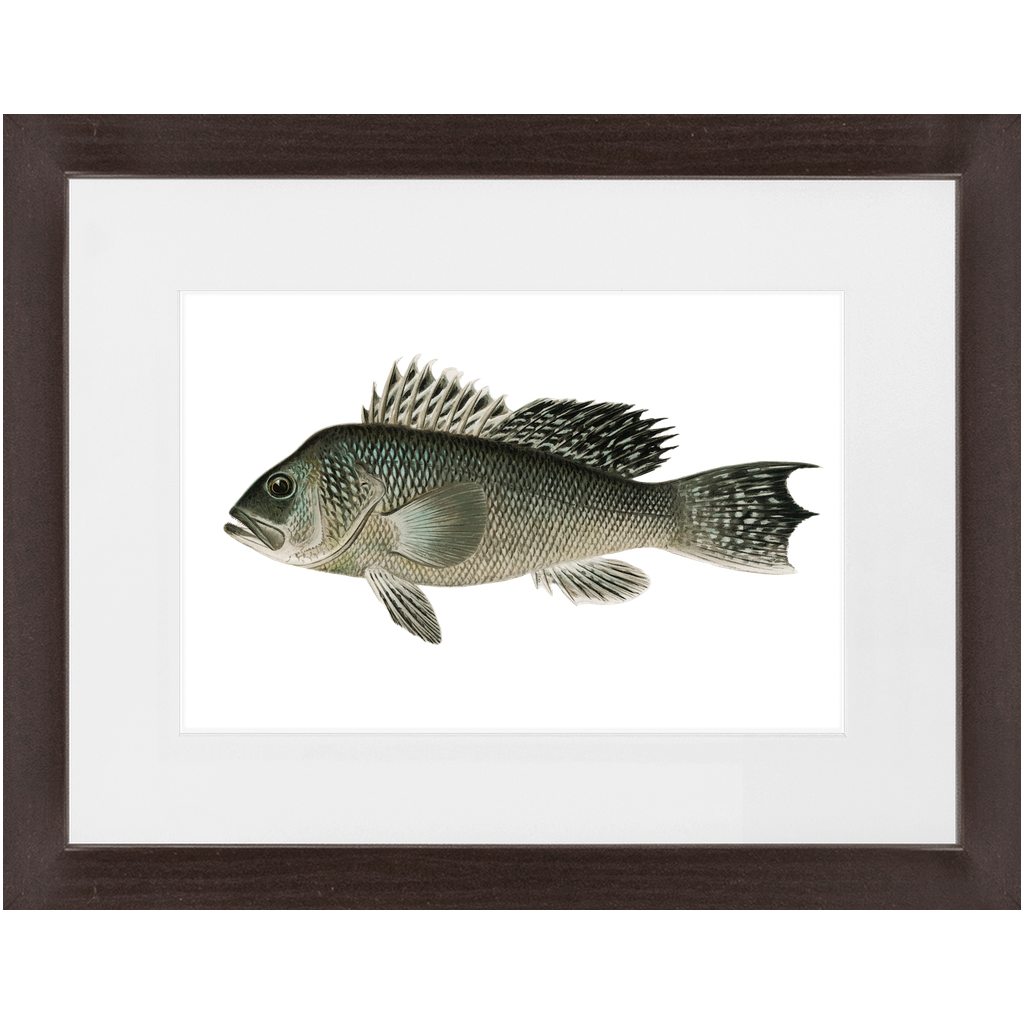 Sea Bass - Framed