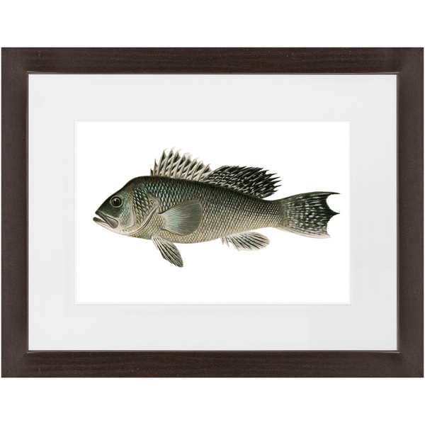 Sea Bass - Framed