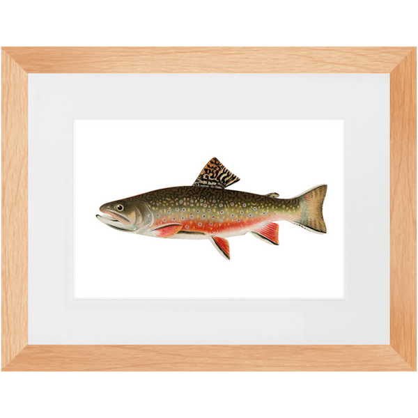 Brook Trout - Framed