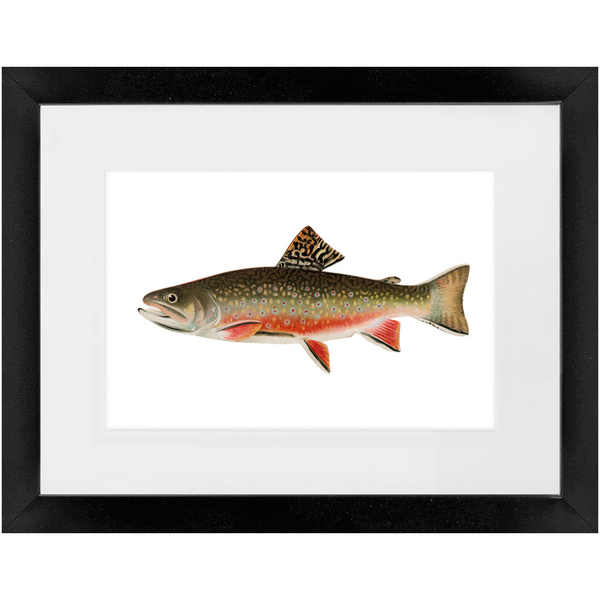 Brook Trout - Framed