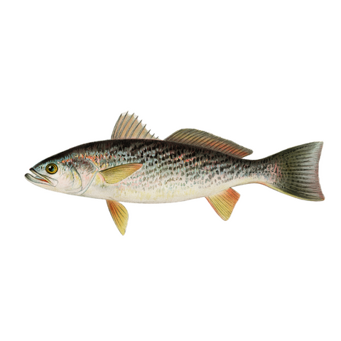 Weakfish - Print