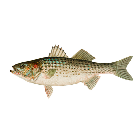 Striped Bass - Print