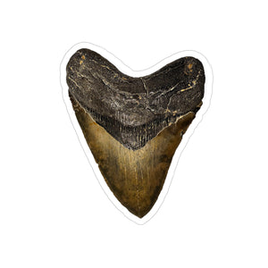 Megalodon - Decal