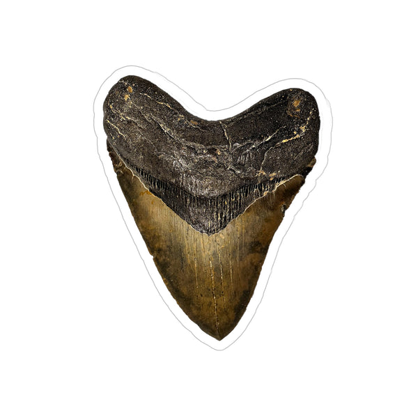 Megalodon - Decal