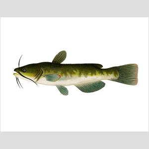 Bullhead  - Print