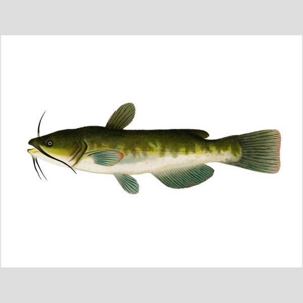 Bullhead  - Print
