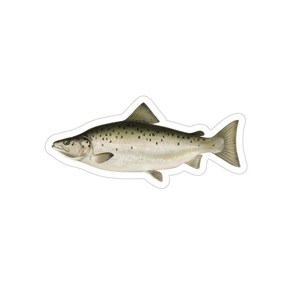 Landlocked Salmon / Ouananiche - Decal