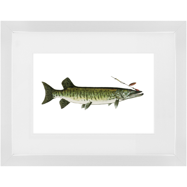 Maskalonge / Muskellunge - Framed