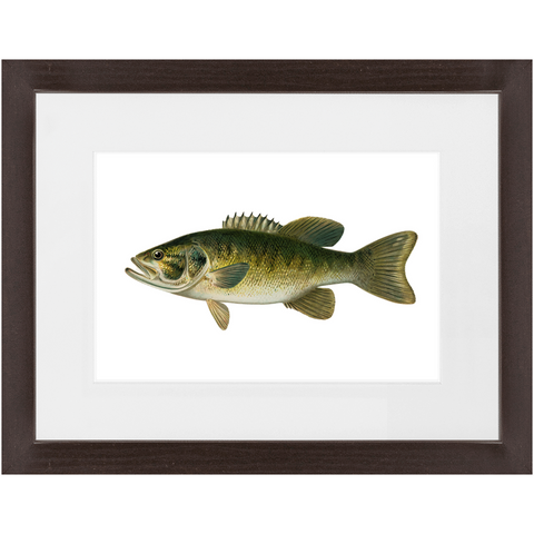 Smallmouth Bass - Framed