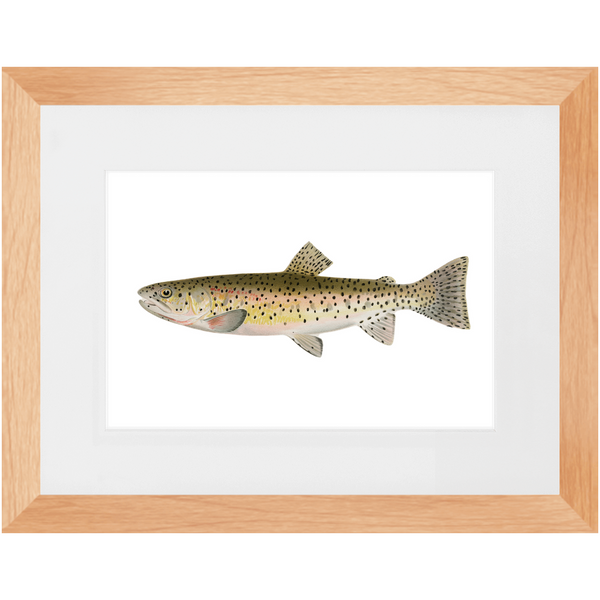 Red Throat Black Spotted Trout - Framed
