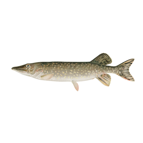 Northern Pike - Print