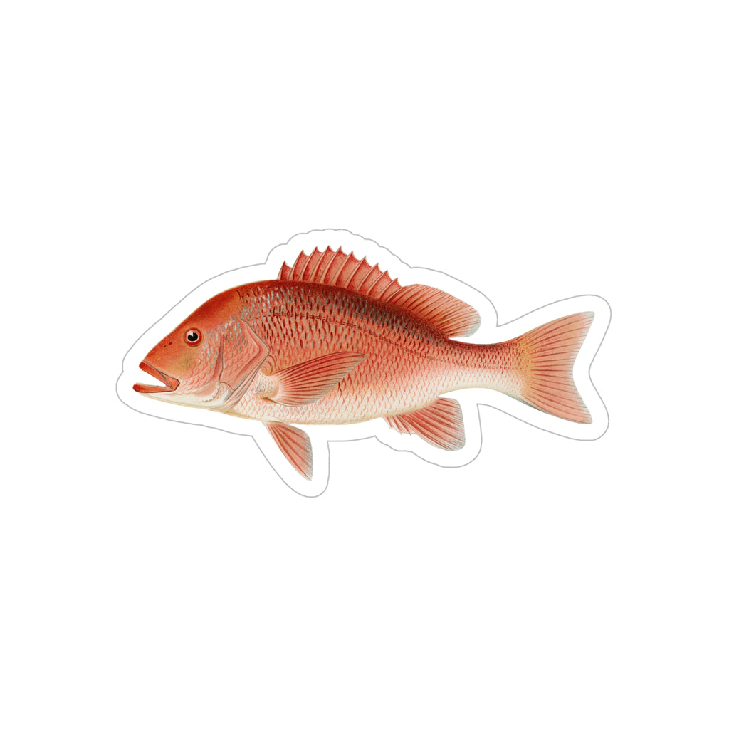 Fish Snapper Stickers Red Snapper - Decal – Vintage Fish