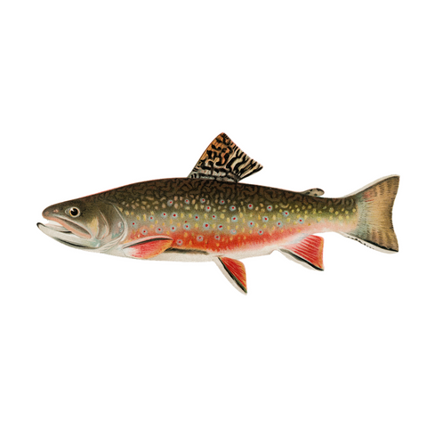 Brook Trout  - Print