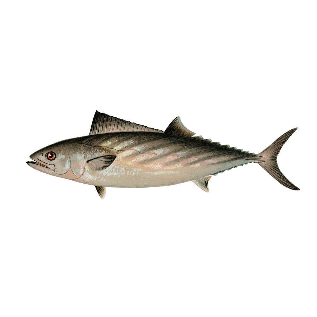 Atlantic Bonito - Print
