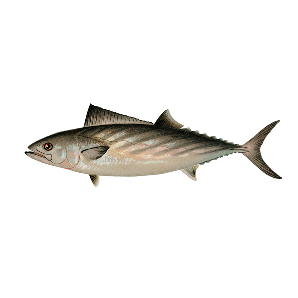 Atlantic Bonito - Print