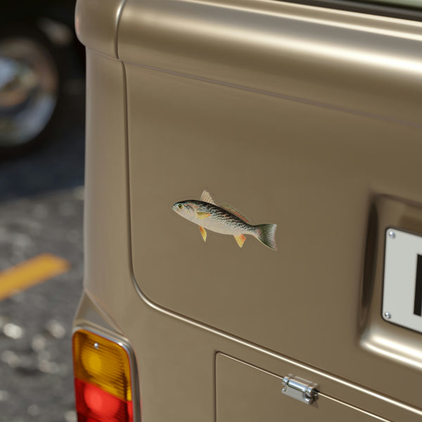 Weakfish - Decal