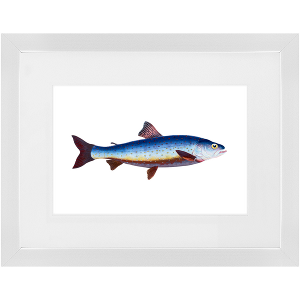 Salvelian Char - Framed