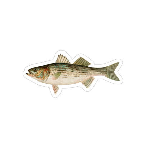 Striped Bass - Decal