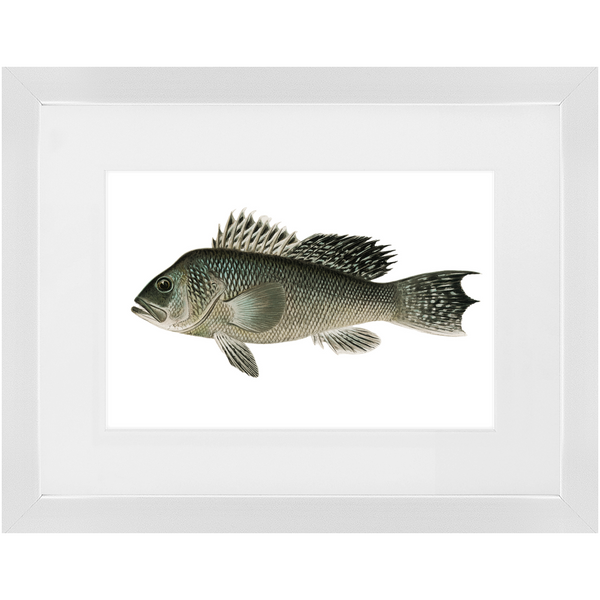 Sea Bass - Framed