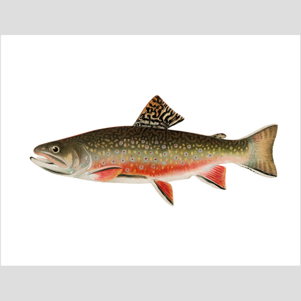 Brook Trout  - Print