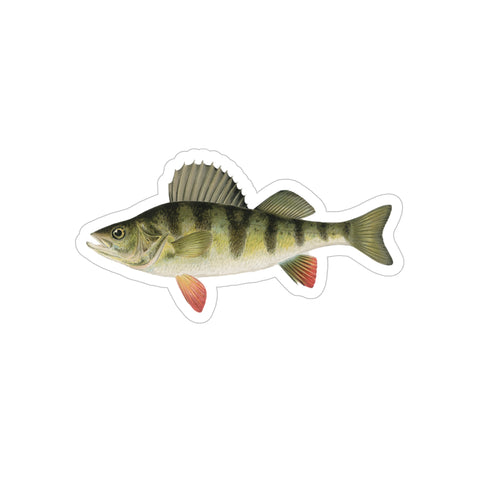 Yellow Perch - Decal