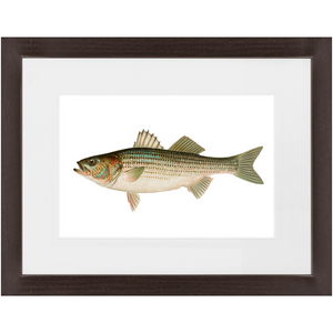 Striped Bass - Framed