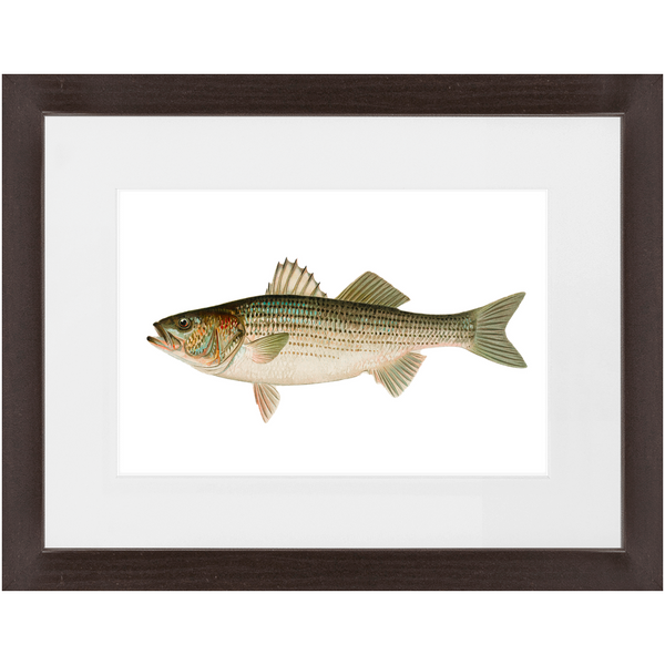 Striped Bass - Framed
