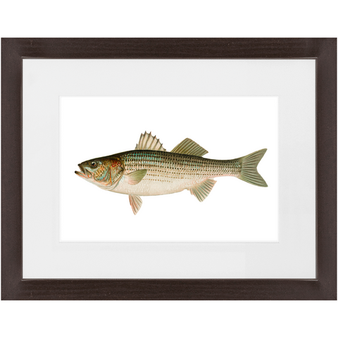 Striped Bass - Framed